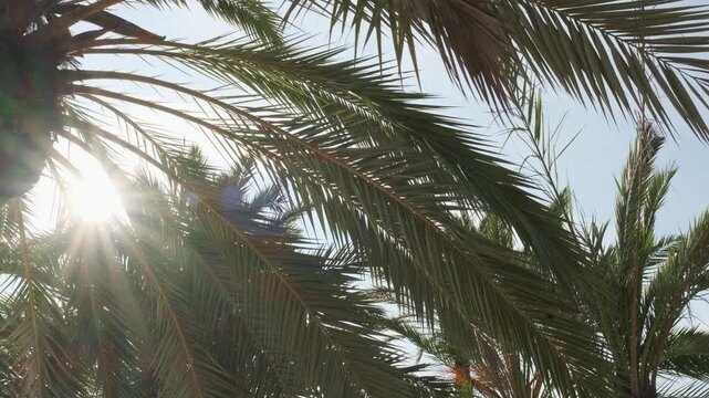 palm tree against the blue sky