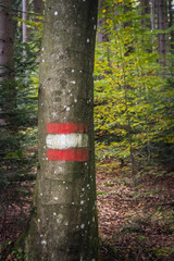 Eine gemalte &ouml;sterreichische Flagge auf einem Baum im Wald. Symbol, Natur, Umweltschutz.