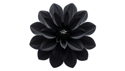 A close-up, monochromatic image of a fully bloomed flower against a black background
