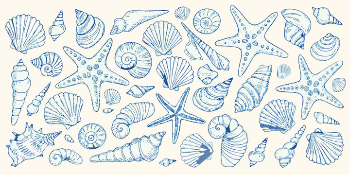 A collection of blue sketched seashells and starfish on a white background