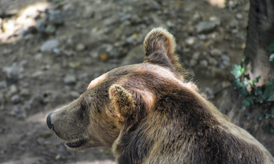 Fototapeta premium Brown Bear – Rear Profile Close-Up
