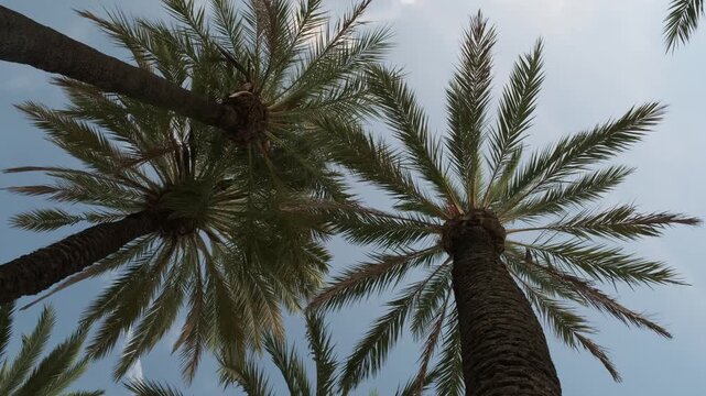 palm tree against the blue sky