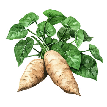 High-resolution watercolor painting vector of Wild Yam, isolated on a white background.