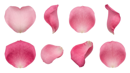 Pink rose petals set including curved, heart shaped, side view, and flat positions isolated. Romantic floral collection for wedding and valentines day decor.