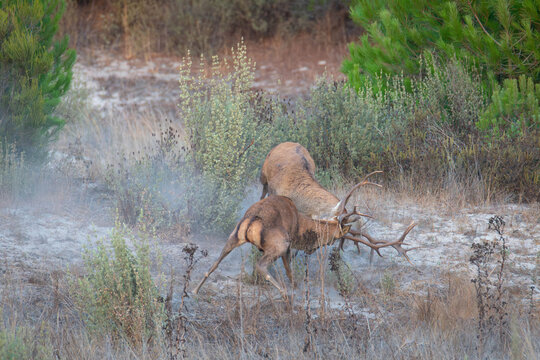 Red deer (Cervus elaphus) stags fighting