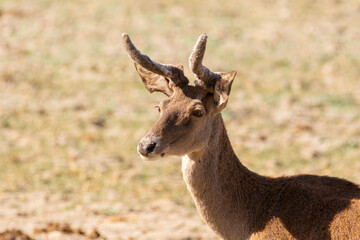 Red deer (Cervus elaphus) buck