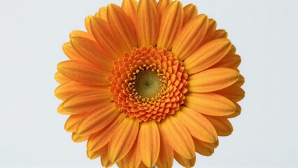 Closeup of vibrant orange gerbera daisy