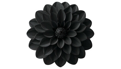 A centered close-up of a fully bloomed black flower on a black background