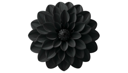 A centered close-up of a fully bloomed black flower on a black background