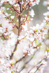 Close up for beautiful sakura or cherry blossom