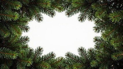 Evergreen branches frame circular white sky