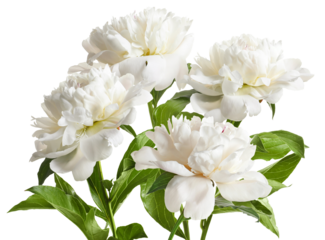 A stunning photograph of pristine white peonies, captured in soft natural light, highlights the full, layered petals and vibrant green foliage against a translucent background.