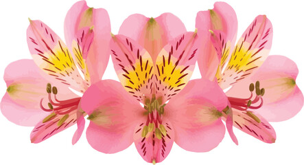 Beautiful pink alstroemeria flowers with yellow centers and dark spots isolated on a white background for floral design and decoration