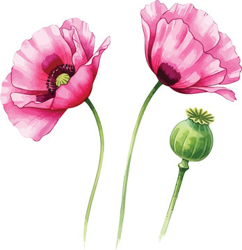 Beautiful pink poppy flowers with green seed pod isolated on white background for nature and floral design projects and watercolor themes