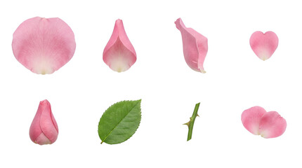 Pink rose flower set including petals, bud, leaf, and thorny stem isolated. Floral elements for garden and botanical design.