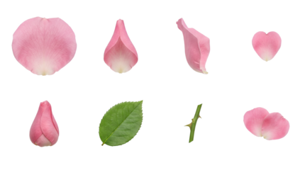 Pink rose flower set including petals, bud, leaf, and thorny stem isolated. Floral elements for garden and botanical design.