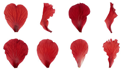 Red flower petals set including heart shaped, curled, and frayed poppy variants isolated. Floral botanical collection for nature and garden design.