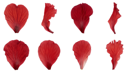 Red flower petals set including heart shaped, curled, and frayed poppy variants isolated. Floral botanical collection for nature and garden design.