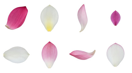 Lotus petal set including various pink and white blooming aquatic flower parts isolated. Floral design elements for wedding and wellness.