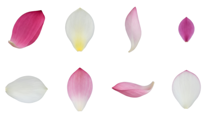 Lotus petal set including various pink and white blooming aquatic flower parts isolated. Floral design elements for wedding and wellness.
