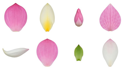Lotus flower petal set including pink, white, yellow, and green variants isolated. Floral botanical element collection for spa and wellness design.