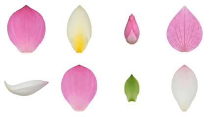 Lotus flower petal set including pink, white, yellow, and green variants isolated. Floral botanical element collection for spa and wellness design.