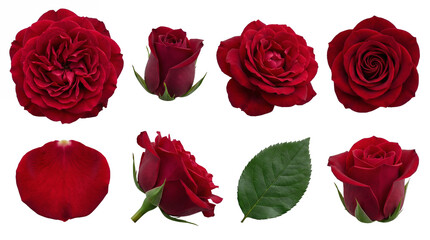 Red rose set including blooming buds, open flower heads, single petal, and green leaf isolated. Floral design and botanical collection.