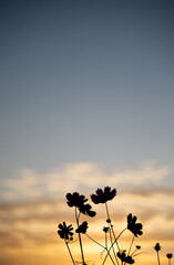 夕暮れのコスモスシルエット