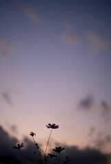夕暮れのコスモスシルエット