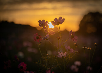 夕暮れのコスモスシルエット