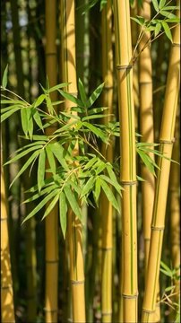 Close up texture view of yellow Bambusa Vulgaris bamboo stem surface and green leaves in garden