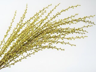Branch of blooming flowers on white background isolated