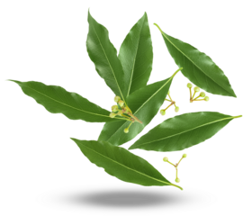 fresh bay leaves and unbloomed flowers on a transparent background, top view of a culinary herb branch.
