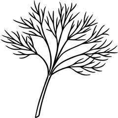 Dill line art vector
