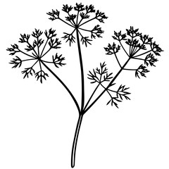 Dill line art vector