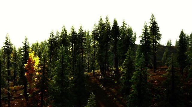 The vibrant forest showcases towering evergreen trees bathed in soft sunlight, with hints of autumn colors interspersed among the greenery, creating a serene natural setting.