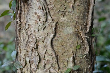 Amur maackia Maackia amurensis of Fabaceae is a deciduous tree with pinnate leaves and white upright flowers. This is an authentic optical photography on location. © HYOJIN