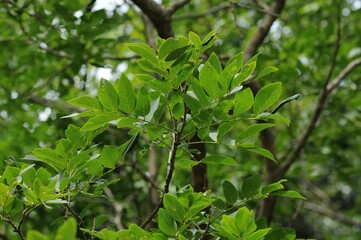 Amur maackia Maackia amurensis of Fabaceae is a deciduous tree with pinnate leaves and white upright flowers. This is an authentic optical photography on location.