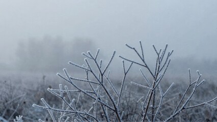 Frosty branches in misty winter landscape