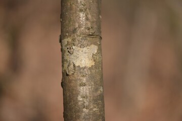 Fototapeta premium Amur maackia Maackia amurensis of Fabaceae is a native tree valued for its unique bark and summer blooms. This is an authentic optical photography on location