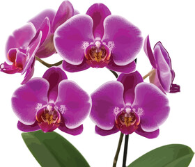 Obraz premium Beautiful vibrant purple phalaenopsis orchid flowers with green leaves isolated on white background for floral decoration and elegant nature design
