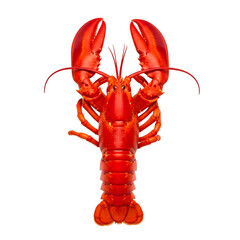 [Generative AI] 붉은 랍스터 전체 모습