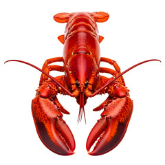 [Generative AI] 붉은 랍스터 전체 모습