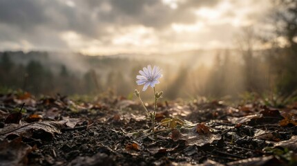 Wildflower After Rain with Sunlight &ndash; Hope, Renewal and Resilience in Nature