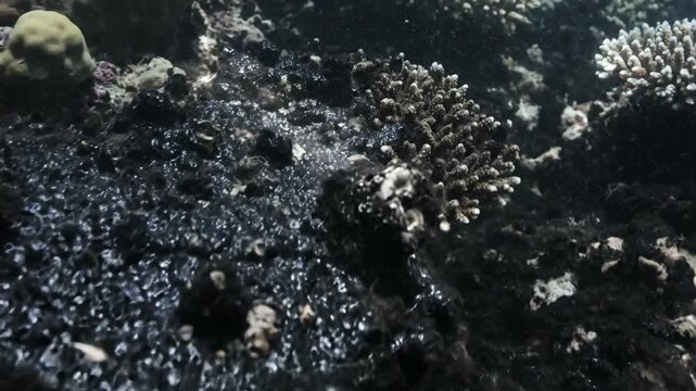 Once Vibrant Coral Reef Now Encased in Viscous Black Sludge, Indicating Severe Environmental Damage and Degradation