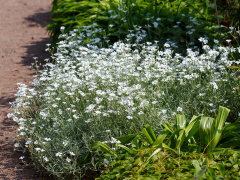 Cerastium biebersteinii is a species of flowering plant of the genus Cerastium of the family Caryophyllaceae