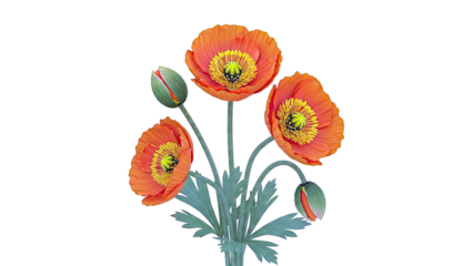 Bouquet of Orange Poppies and Buds