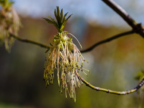 The flowering of the ash-leaved maple tree in spring. Allergy to pollen. Fraxinus is a genus of woody plants from the Olive family