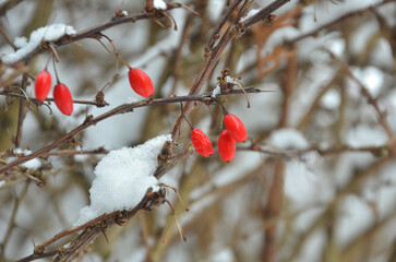 Red barberry berries on branch in winter. Closeup red winter berries  landscape .