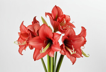 Red amaryllis bouquet on white background, winter flowers, classic arrangement, elegant composition, natural beauty